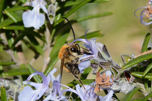 Maschio di Eucera?  S, Eucera sp. (Eucera nigrescens o longicornis)